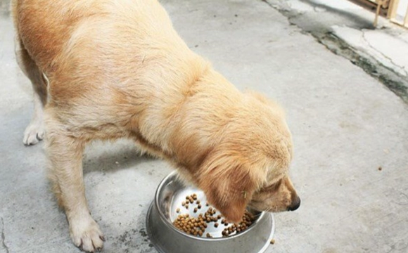 狗狗咳嗽食物建議 狗狗咳嗽食物建議