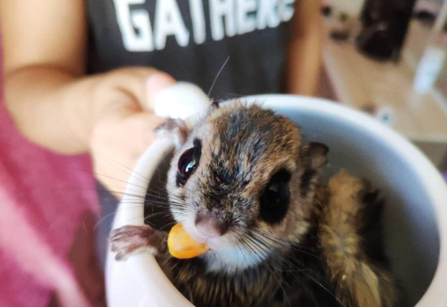 飞鼠饲养方法 飞鼠饲养方法