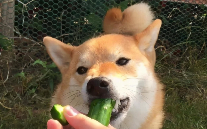 狗狗吃青豆
