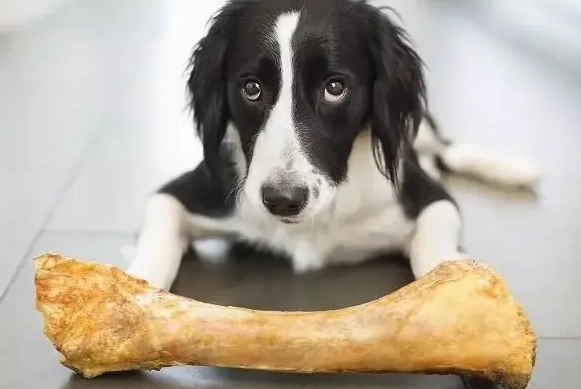 狗狗咀嚼零食