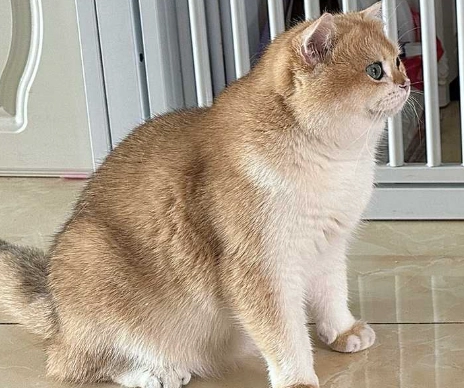 猫咪饮食禁忌 猫咪饮食禁忌
