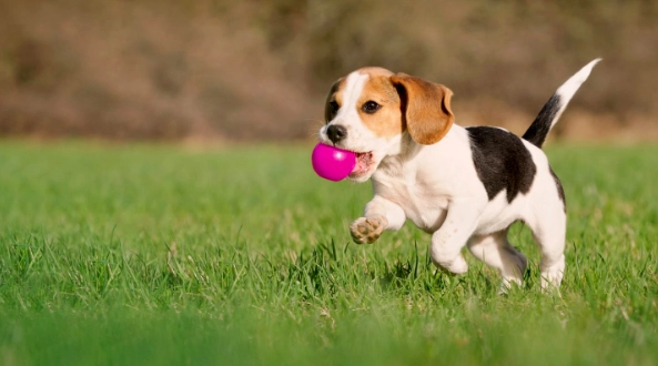 比格犬缺點 比格犬缺點