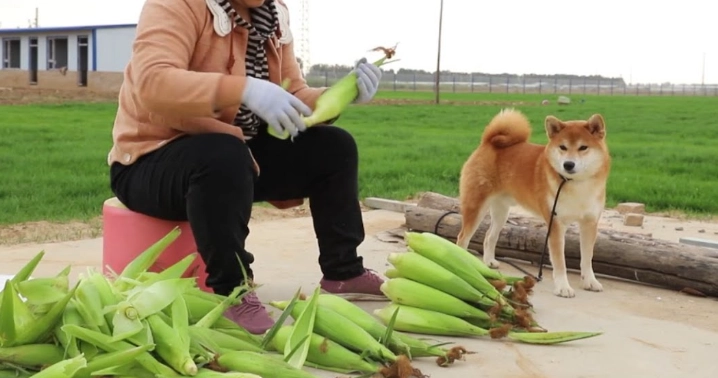 玉米梗對狗有害 玉米梗對狗有害