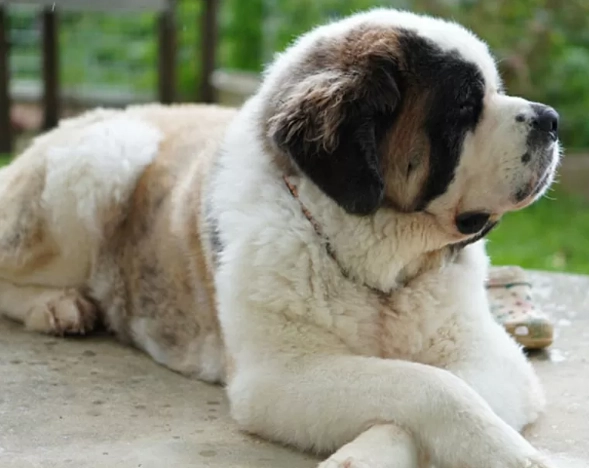 大型犬健康問題 大型犬健康問題