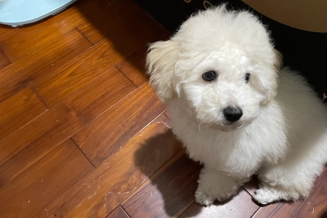 三個月玩具貴賓照顧 三個月玩具貴賓照顧