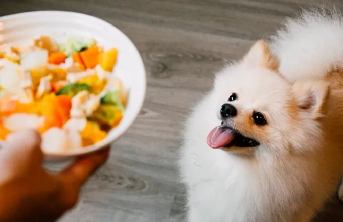 健康狗食 健康狗食