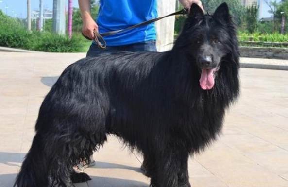 大型黑色犬種