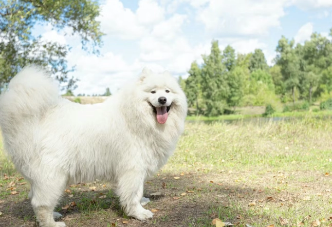 巨型犬飼養 巨型犬飼養