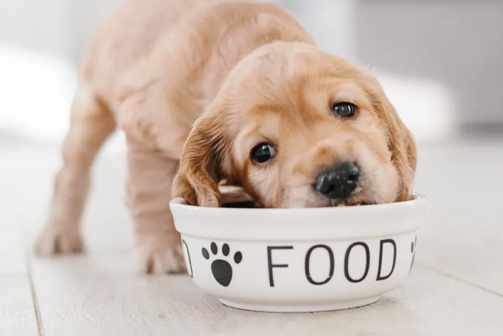 成犬飼料選擇 成犬飼料選擇