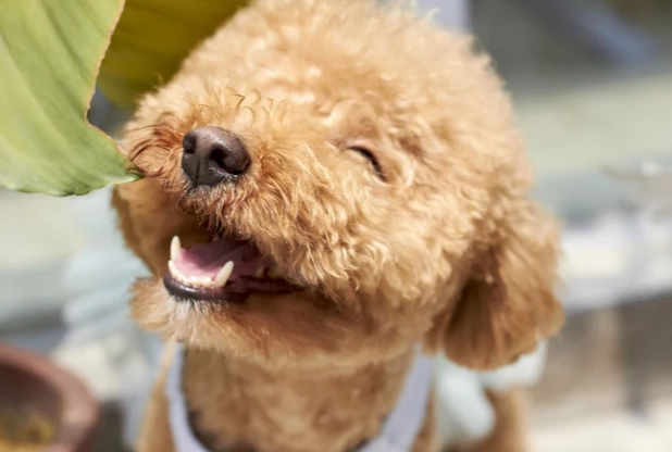 狗巧克力中毒處理 狗巧克力中毒處理