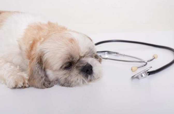 狗狗農藥中毒症狀