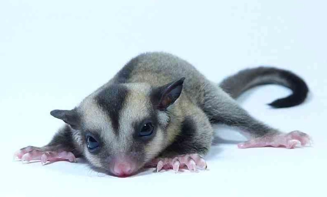 蜜袋鼯飼養指南 蜜袋鼯飼養指南