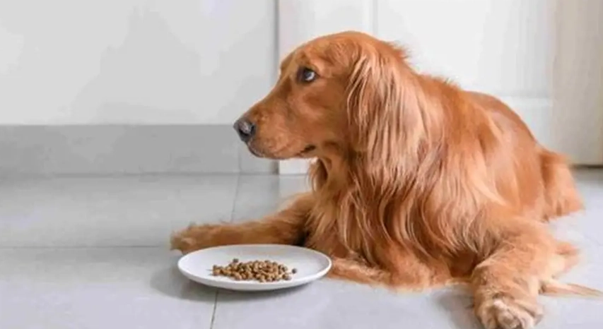 狗狗腹瀉怎麼辦 狗狗腹瀉怎麼辦