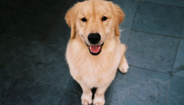狂犬病症狀 狂犬病症狀