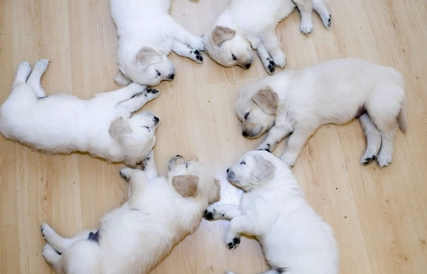 黃金獵犬皮膚病治療 黃金獵犬皮膚病治療
