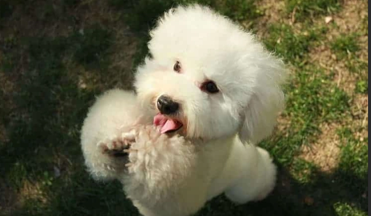 犬類智商排行榜 犬類智商排行榜