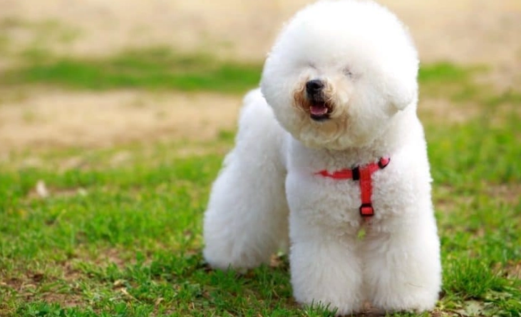 比熊犬智力 比熊犬智力