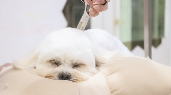 小型犬呼吸困難 小型犬呼吸困難