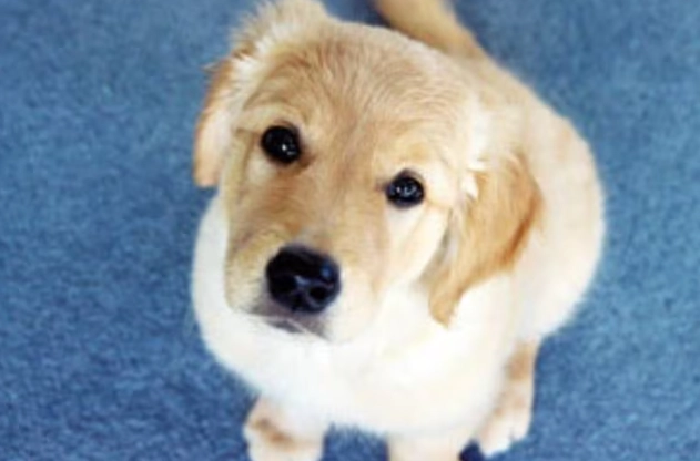 狂犬病症狀 狂犬病症狀