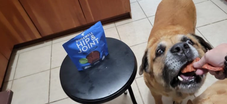 狗食用巧克力症状出现时间 狗食用巧克力症状出现时间