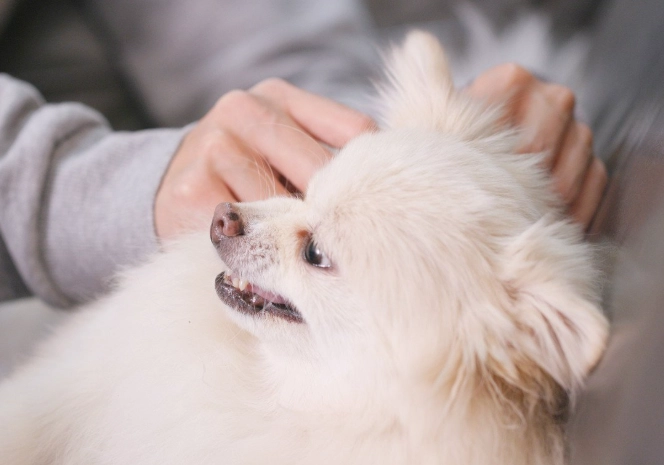 小型犬氣管保健 小型犬氣管保健