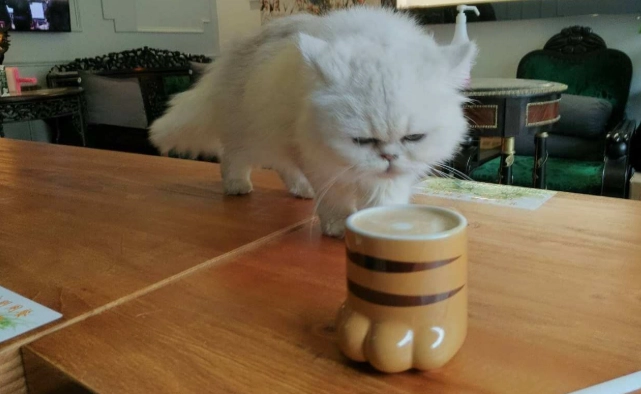 貓咪誤食咖啡處理 貓咪誤食咖啡處理