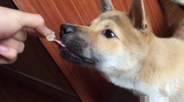 狗飼料拌罐頭方法 狗飼料拌罐頭方法