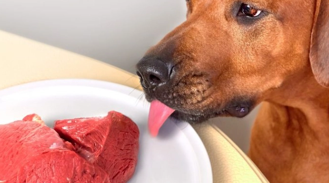 狗吃熟肉 狗吃熟肉