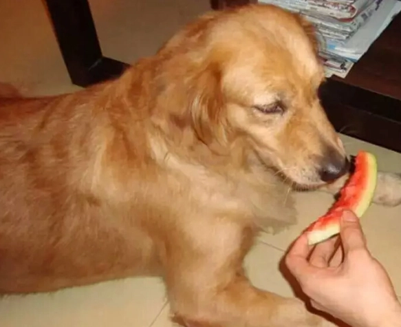 狗飼料拌罐頭好處 狗飼料拌罐頭好處