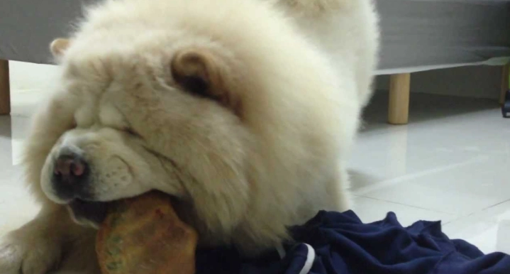 狗飼料罐頭混合比例 狗飼料罐頭混合比例