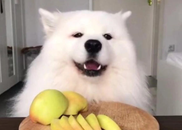 狗飼料拌罐頭方法 狗飼料拌罐頭方法