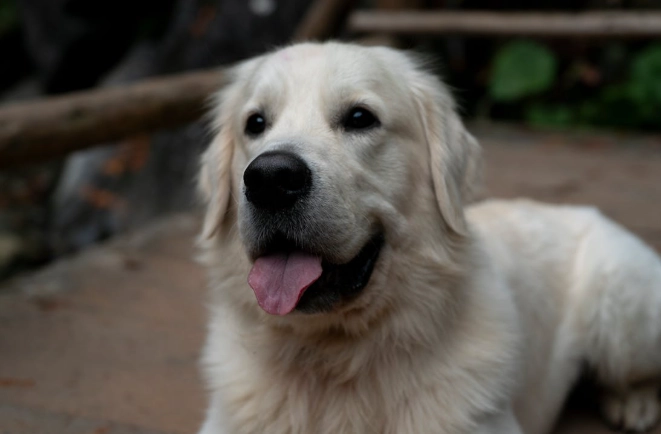 老年犬行為問題