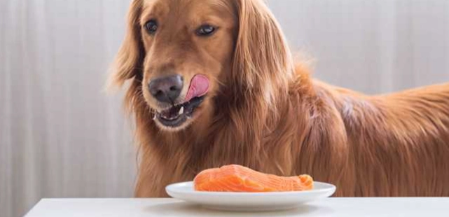 狗狗腹瀉怎麼辦 狗狗腹瀉怎麼辦