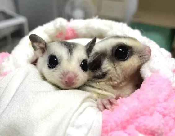 蜜袋鼯飼養問題 蜜袋鼯飼養問題