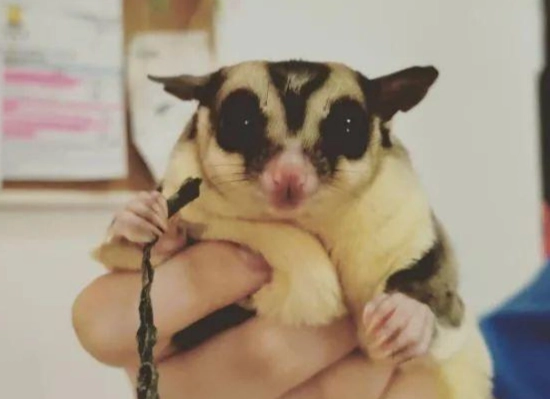 蜜袋鼯飼養指南 蜜袋鼯飼養指南