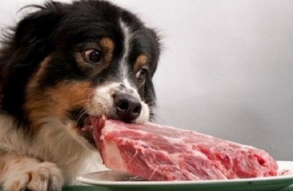 狗吃生肉 狗吃生肉