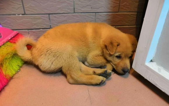 黃金獵犬皮膚病預防 黃金獵犬皮膚病預防