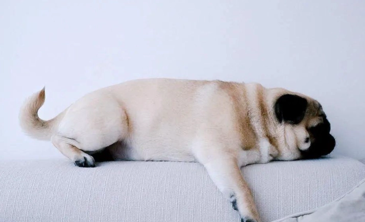 狗狗睡眠姿勢 狗狗睡眠姿勢