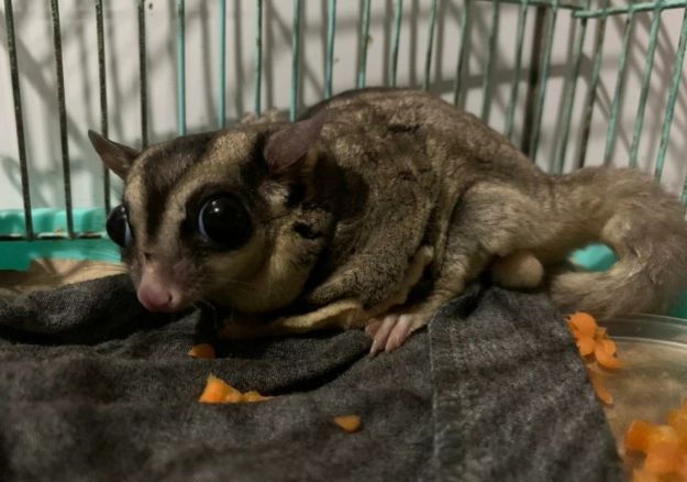 蜜袋鼯飼養方法 蜜袋鼯飼養方法