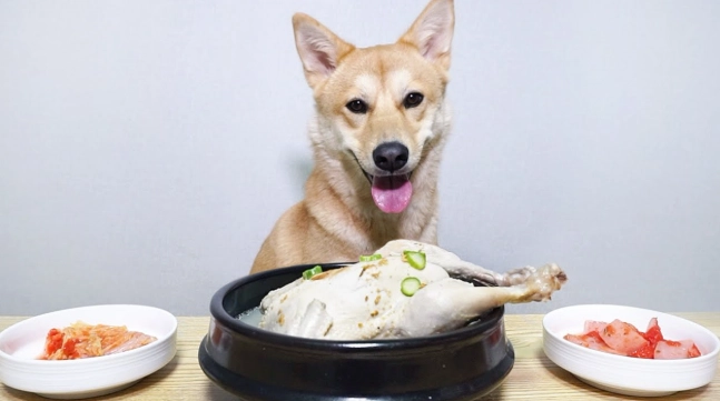 狗吃熟肉 狗吃熟肉