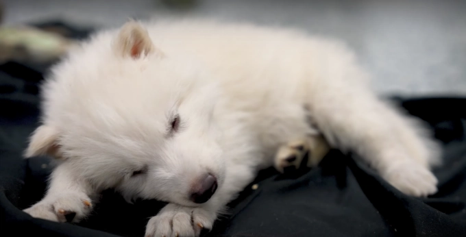小型犬氣管保健 小型犬氣管保健