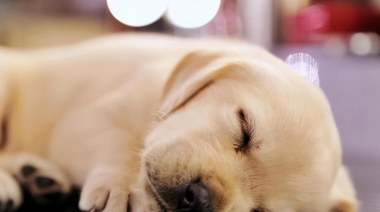 黃金獵犬皮膚病治療 黃金獵犬皮膚病治療