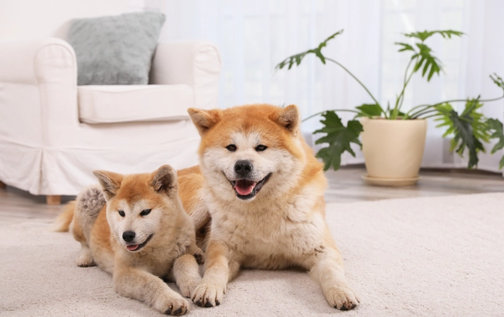 狗狗臉腫原因 狗狗臉腫原因