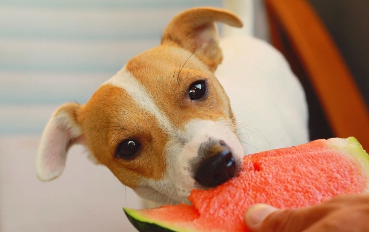 狗狗拉肚子飼料 狗狗拉肚子飼料