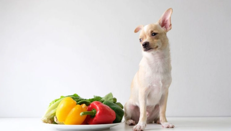 狗狗拉肚子飼料 狗狗拉肚子飼料