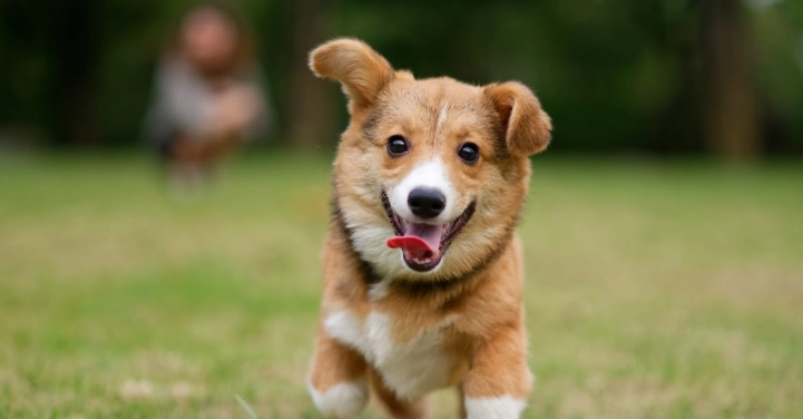 動物寄生蟲 動物寄生蟲