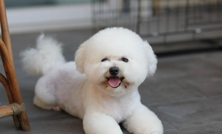 比熊犬智力 比熊犬智力