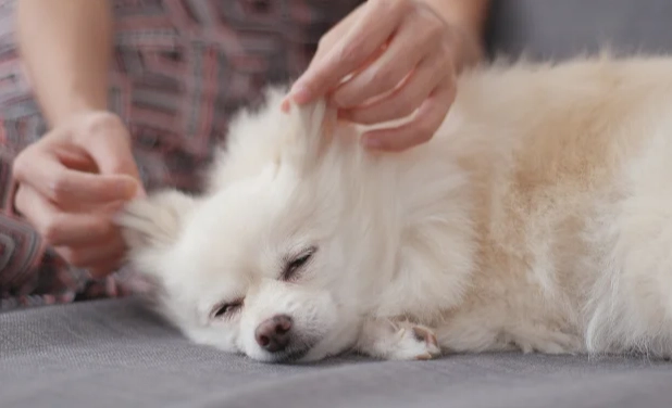 小型犬氣管保健 小型犬氣管保健