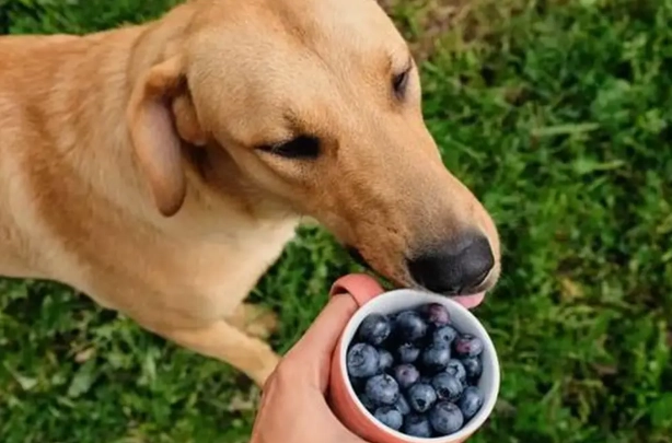 藍莓狗食譜 藍莓狗食譜