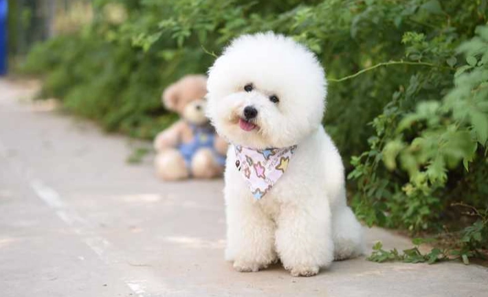 比熊犬智力 比熊犬智力